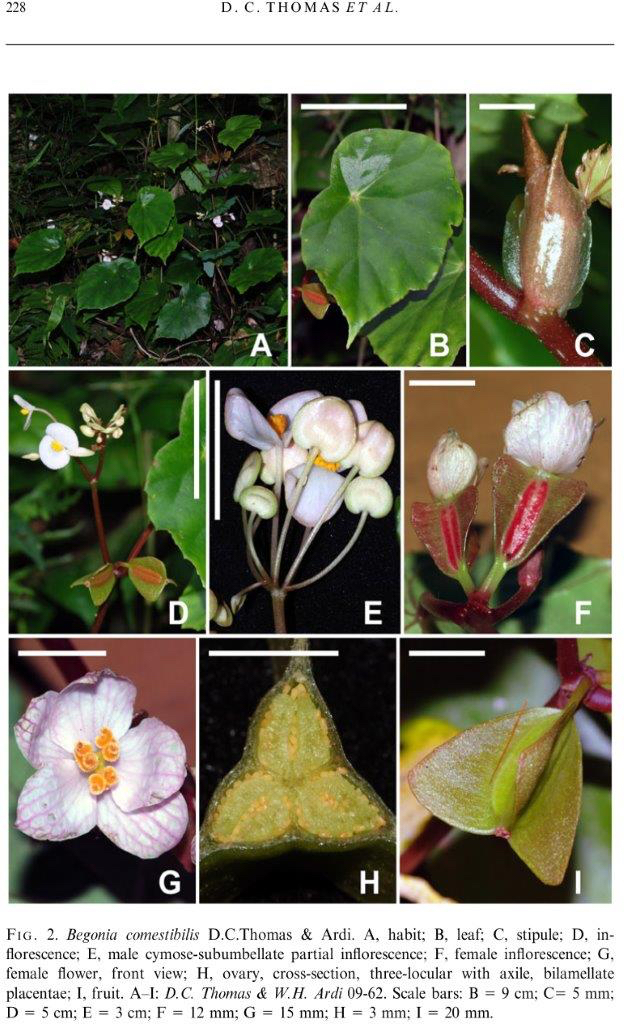 B. comestibilis